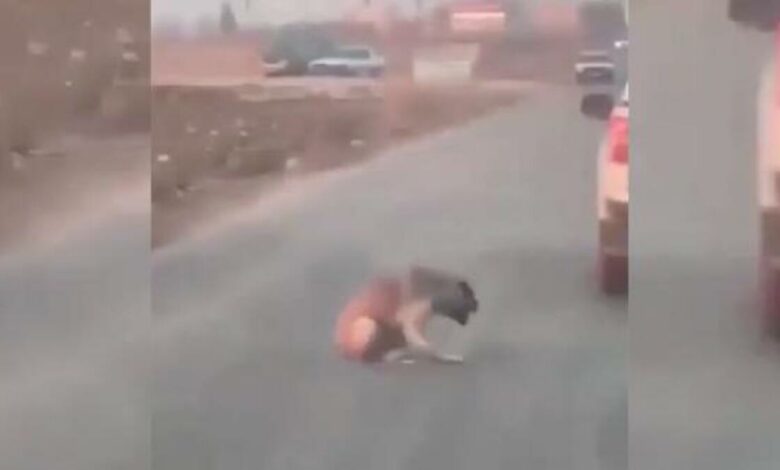 Sosyal medyayı ayağa kaldıran görüntü! Araçtan köpeğe ateş edip yaraladı
