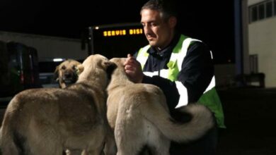 Ankara'da EGO şoförü 150 köpeğe bakıyor