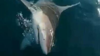 Antalya'da balıkçıların korku dolu anları... Oltaya köpekbalığı takıldı!
