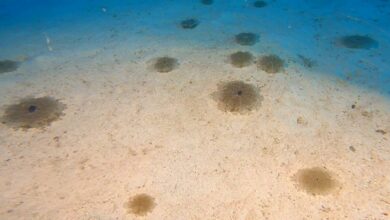 Antalya sahillerinde denizanası yoğunluğu artmıştı! 'Birkaç ay içinde kaybolacaklar'