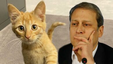 Son Dakika: Galatasaray'da uğur denemeleri tutmadı! Başkan Burak Elmas'ın sahiplendiği kedi Simba gönderildi...