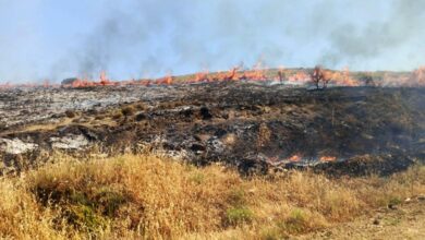 Gelibolu'da makilik yangını, buğday tarlalarına ulaşmadan söndürüldü