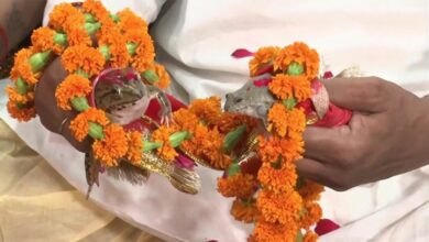 Hindistan'da akılalmaz görüntüler... Kurbağaları böyle evlendirdiler