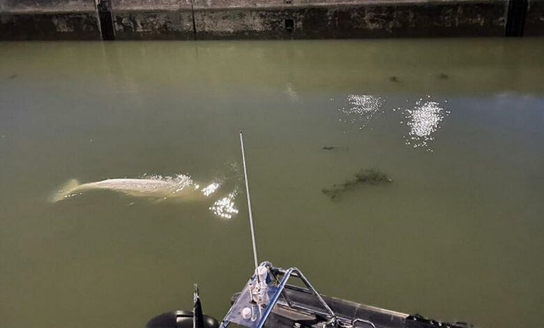 Seine Nehri'nde mahsur kalan balina 4 günde kurtarıldı