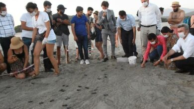 Antalya'da Patara Plajı'ndan 5 bininci yavru caretta caretta Akdeniz'e ulaştı