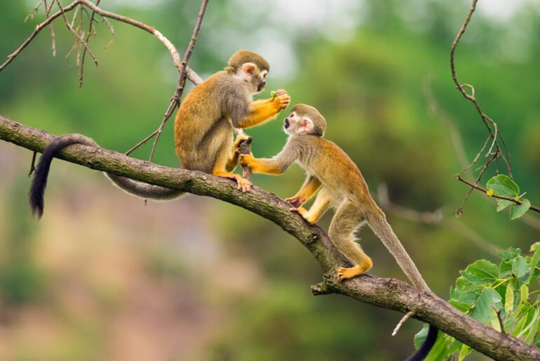 Sonunda bu da oldu Brezilya’da maymun çiçeği paniği yüzünden maymunları dövüp zehirlediler