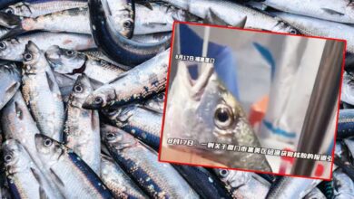 Çin’de neler oluyor? İnanılmaz görüntü… Balıklara Covid testi yaptılar!