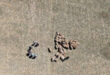 Kaybolan koyun sürüsü 'dron' ile bulundu