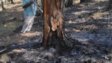İşçilerin dikkati orman yangınını önledi