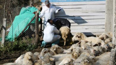 Zonguldak’ta hayvanlarda çiçek hastalığı görüldü! 50 köy karantinaya alındı