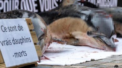 Fransa'da mahkemeden yunusları korumak için avlanma yasağı kararı