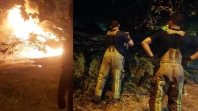 Alev alev yandı... Silivri'de asırlık çam ağacı paniğe neden oldu